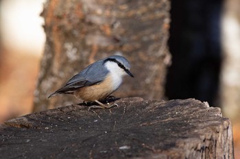 Eurasian Nuthatch