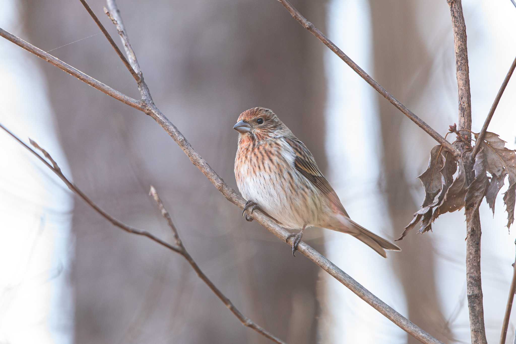 Photo of Pallas's Rosefinch at Saitama Prefecture Forest Park by Trio