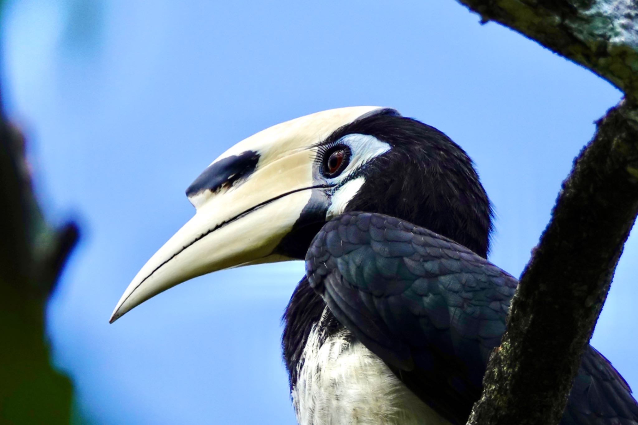 Photo of Oriental Pied Hornbill at Langkawi Island(General Area) by のどか