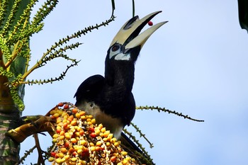 キタカササギサイチョウ ランカウィ島 2019年11月23日(土)