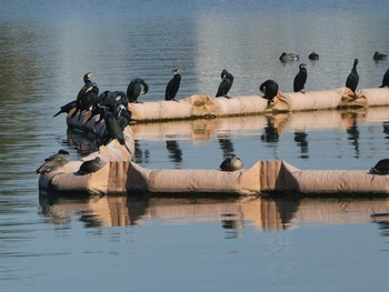 2019年12月8日(日) 相模原沈殿池の野鳥観察記録