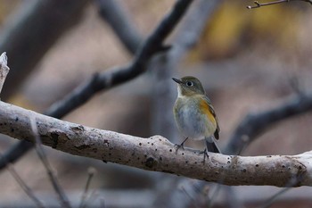 Red-flanked Bluetail Unknown Spots Sun, 12/8/2019