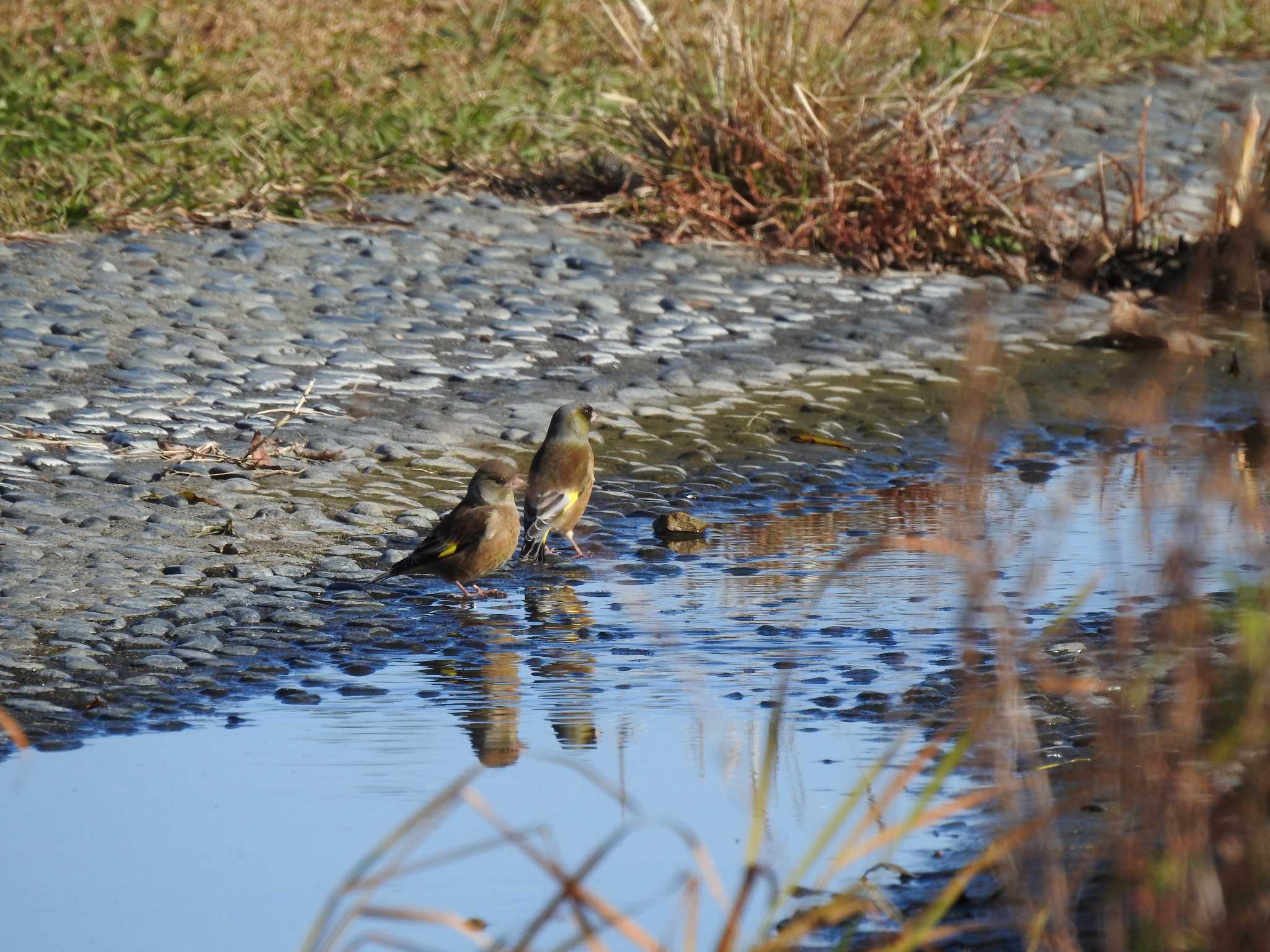 Photo of Grey-capped Greenfinch at フラワーパーク江南 by saseriru