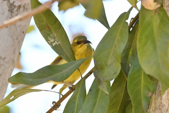 Yellow Honeyeater ケアンズ Sat, 10/12/2019