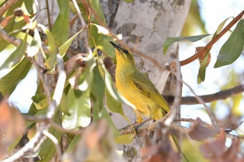 Yellow Honeyeater