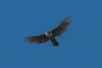 Mountain Hawk-Eagle Unknown Spots Sun, 12/8/2019