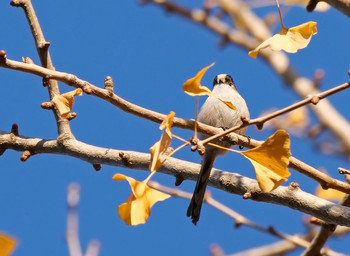 エナガ 大宮公園 2019年12月3日(火)