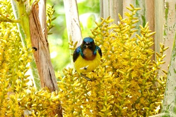 Brown-throated Sunbird Langkawi Island(General Area) Sat, 11/23/2019