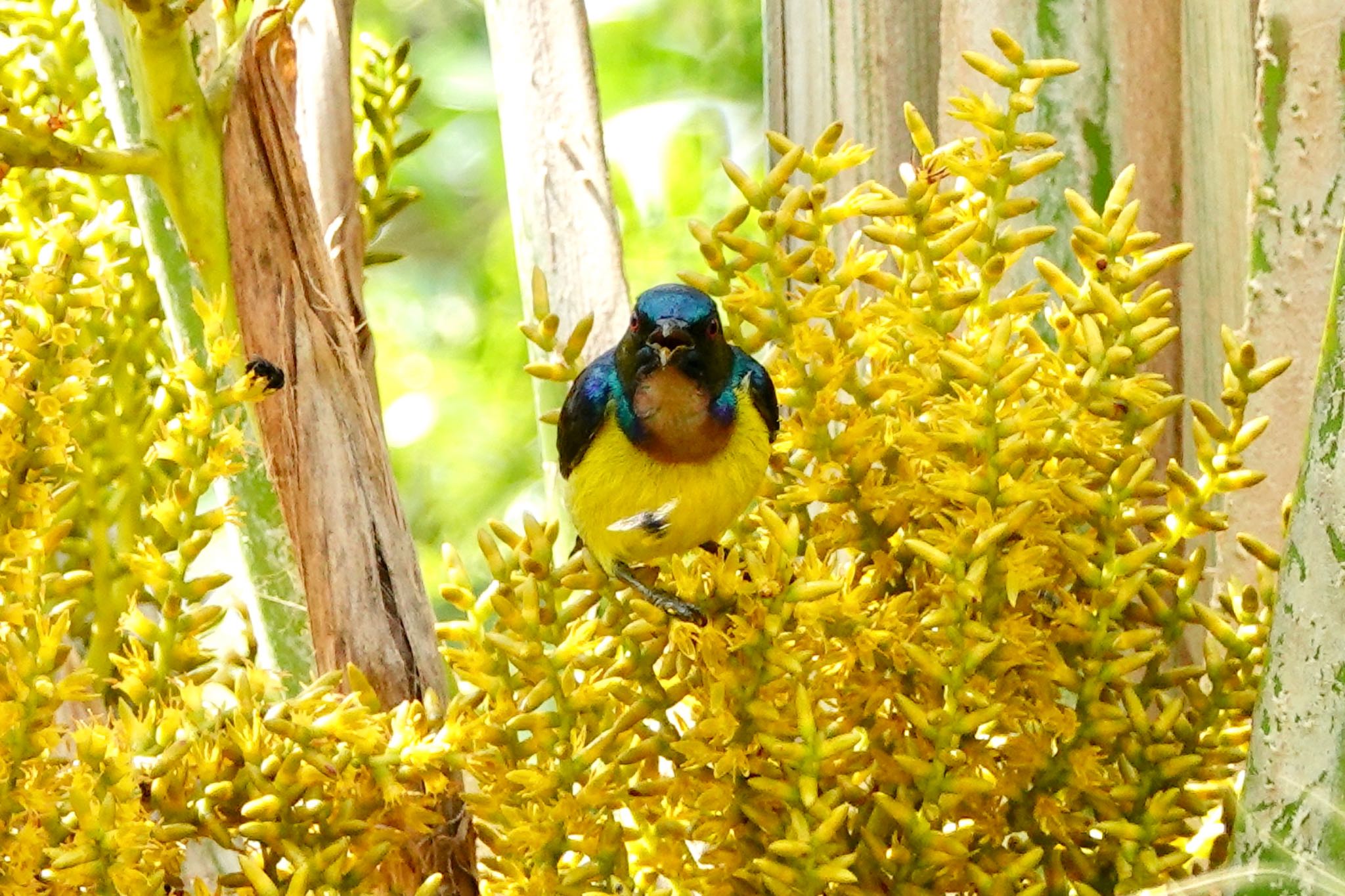 Brown-throated Sunbird