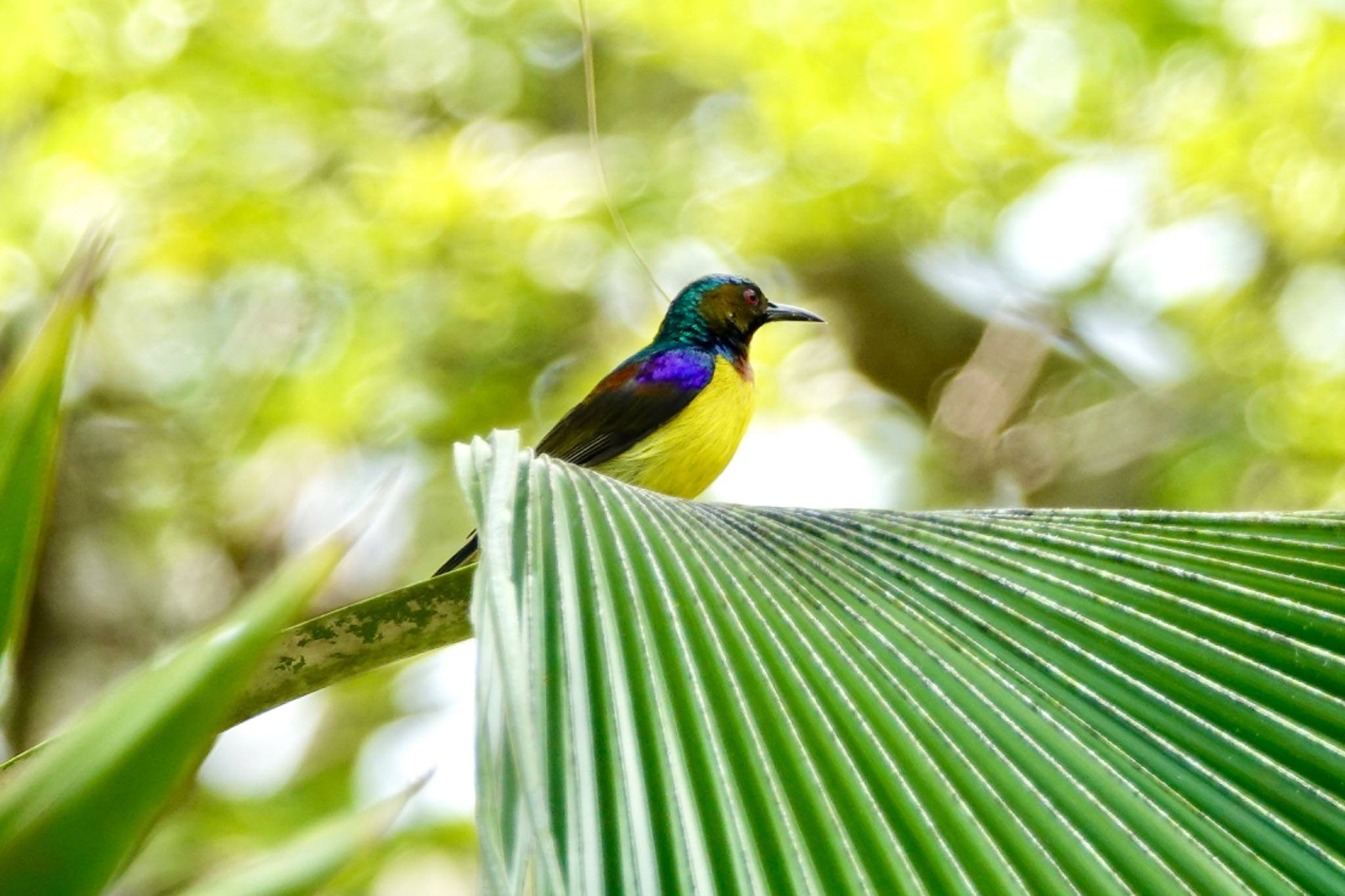 Brown-throated Sunbird