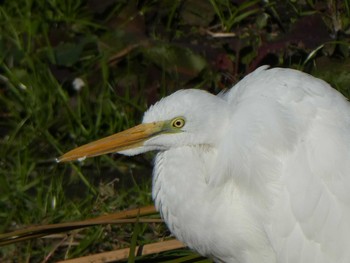 Great Egret(modesta) 