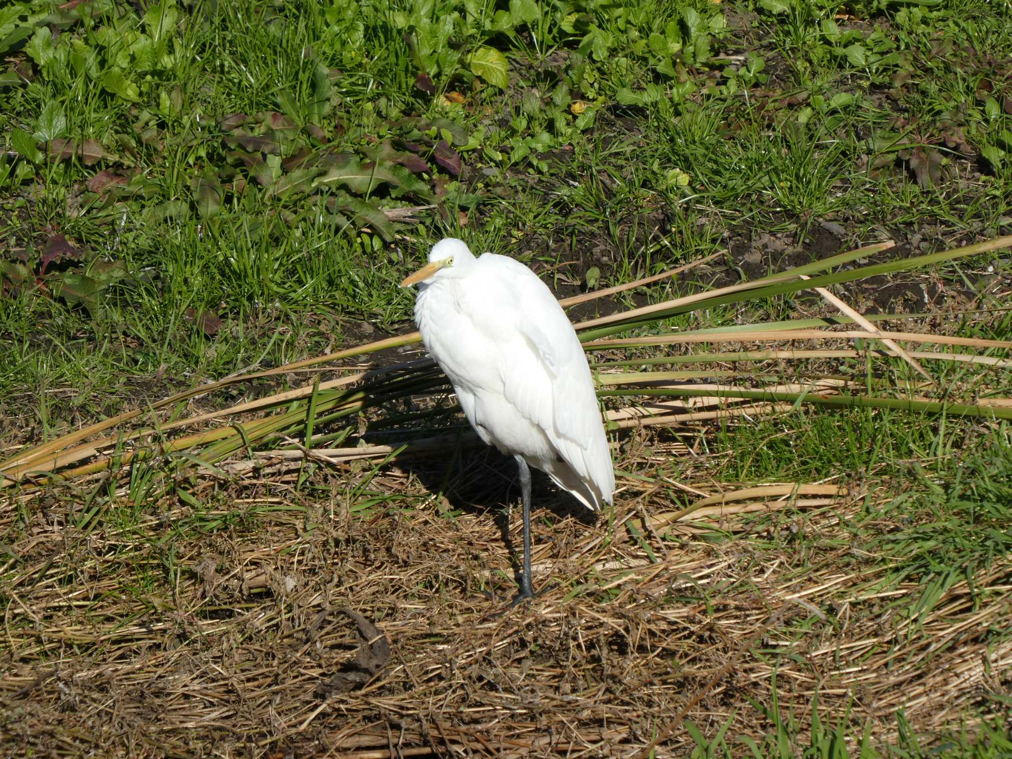 Photo of Great Egret(modesta)  at Nogawa by Mr.Quiet