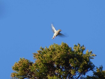 シメ 多磨霊園 2019年12月8日(日)