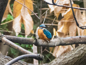 Common Kingfisher Rikugien Garden Sat, 12/7/2019
