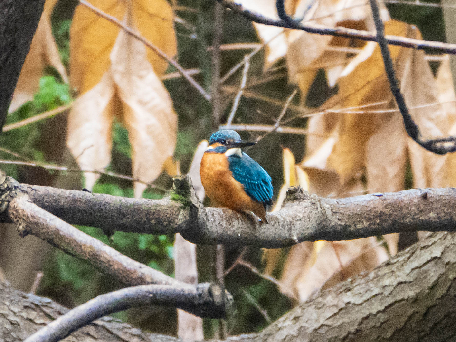 六義園 カワセミの写真