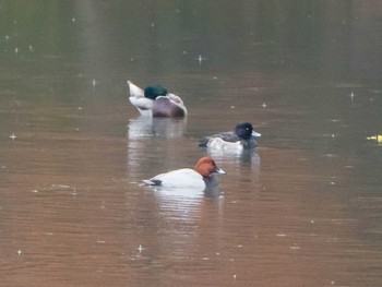 Common Pochard Rikugien Garden Sat, 12/7/2019