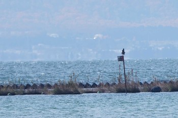 オオワシ 湖北野鳥センター 2019年12月8日(日)