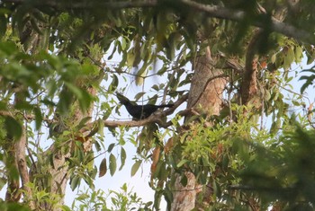 ナキカラスフウチョウ アイアンレンジ国立公園 2019年10月17日(木)