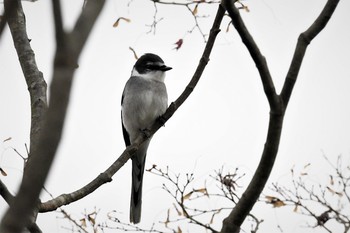 未同定 場所が不明 2019年12月4日(水)