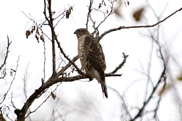 この野鳥の種類を教えてください！　オオタカの若です。 by hide084