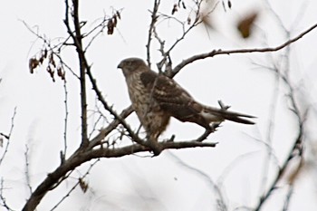 Eurasian Goshawk 羽村堰(下流) Mon, 12/9/2019