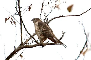 Eurasian Goshawk 羽村堰(下流) Mon, 12/9/2019