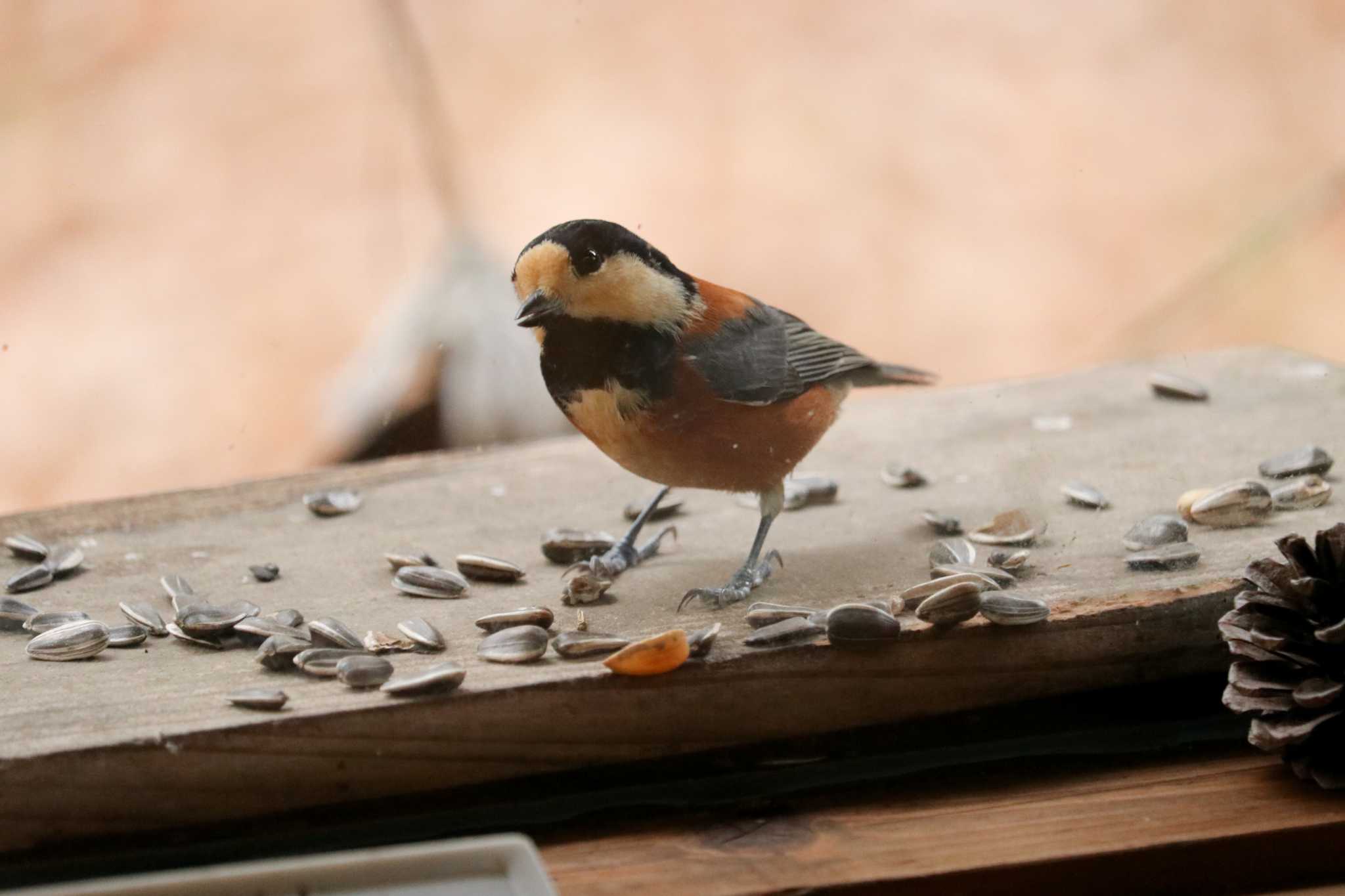 Varied Tit