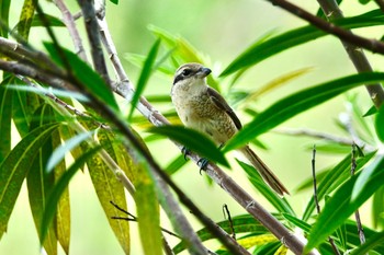 Brown Shrike(lucionensis) Langkawi Island(General Area) Sat, 11/23/2019