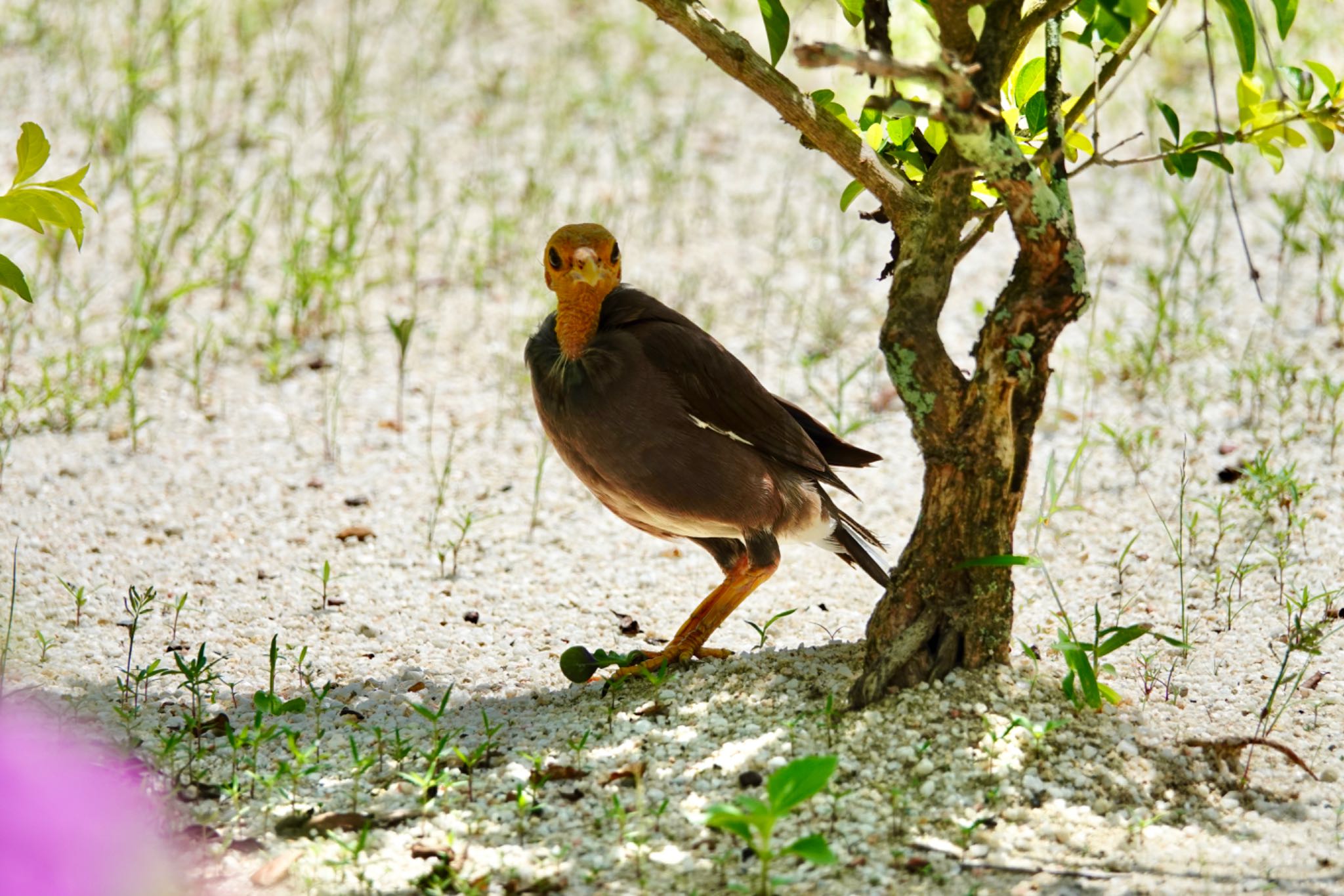 Common Myna