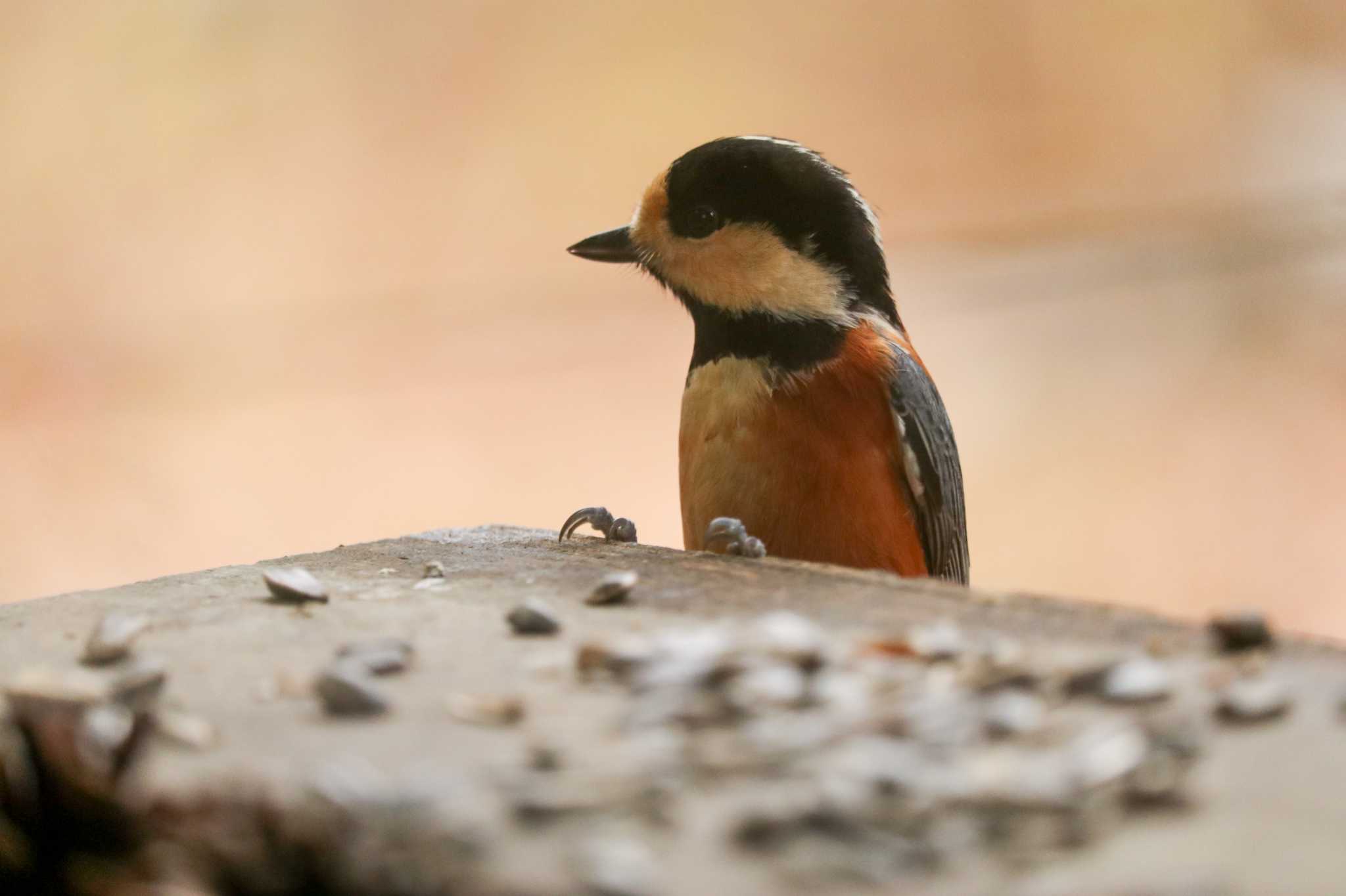 Varied Tit