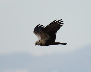 チュウヒ 大阪南港野鳥園 2019年12月8日(日)