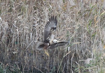 チュウヒ 大阪南港野鳥園 2019年12月8日(日)