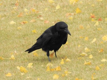 ハシボソガラス 海老名運動公園 2019年12月7日(土)