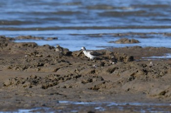 Sat, 10/12/2019 Birding report at ケアンズ