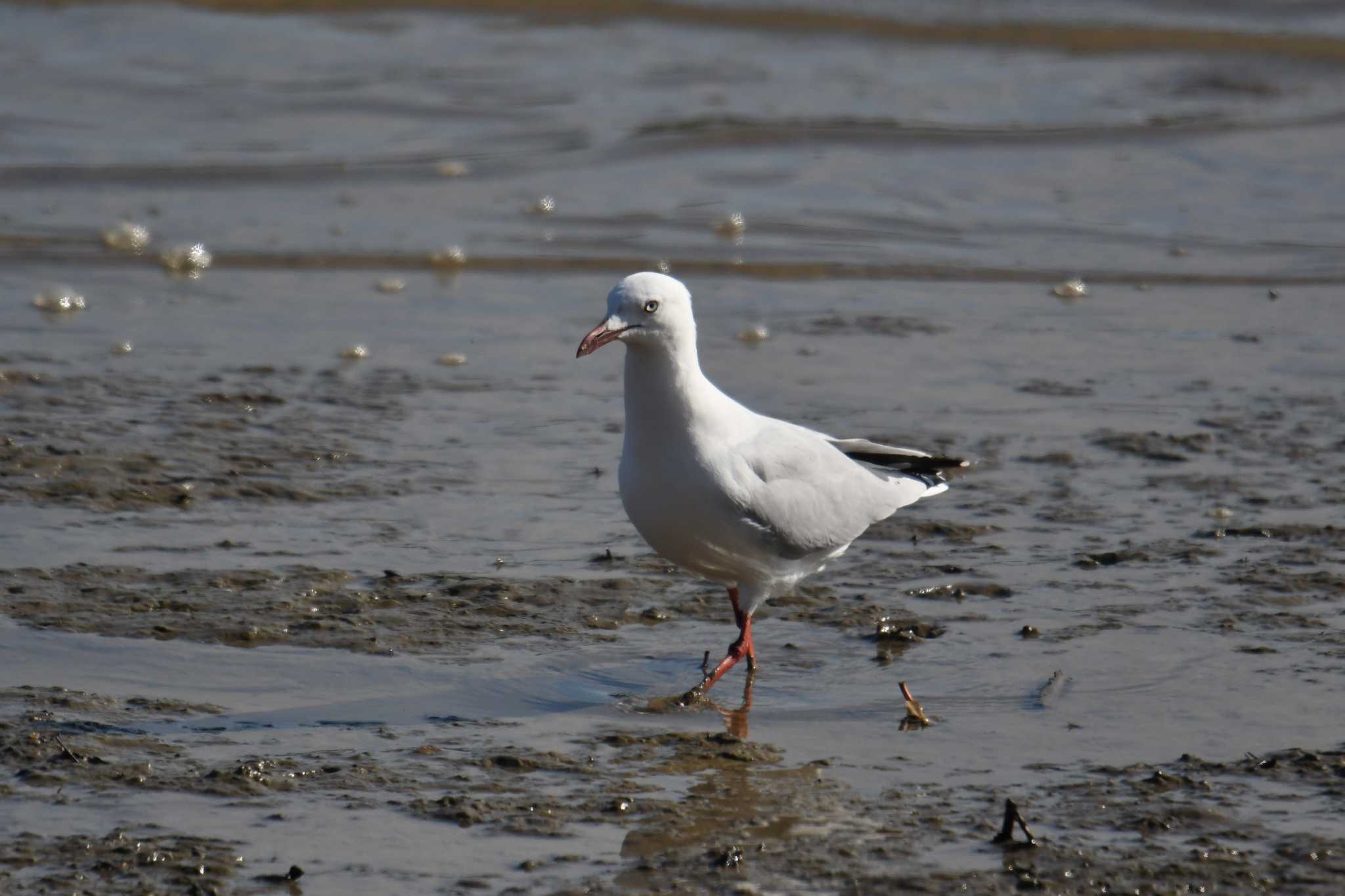 Photo of Silver Gull at ケアンズ by あひる