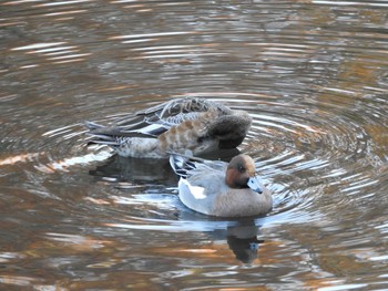 Eurasian Wigeon 泉の森公園 Sun, 12/8/2019