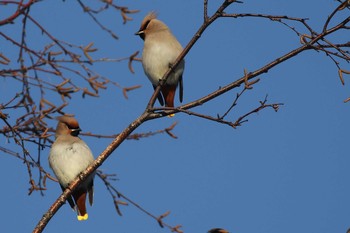 2019年12月9日(月) 北海道 函館市 東山の野鳥観察記録