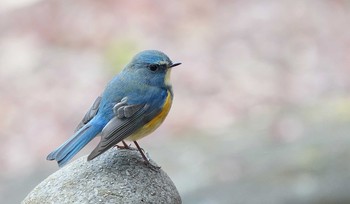 Red-flanked Bluetail 東京都多摩地域 Mon, 12/9/2019