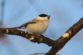 ハシブトガラ 北海道 函館市 東山 2019年12月9日(月)