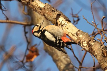 エゾアカゲラ 北海道 函館市 東山 2019年12月9日(月)