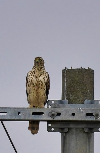 Eurasian Goshawk 山口県下関市 Sun, 12/8/2019