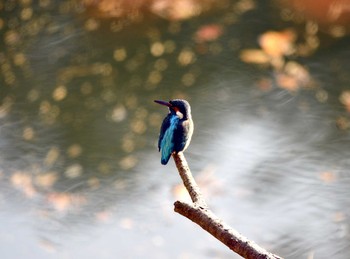 2019年12月9日(月) 三河湖園地の野鳥観察記録