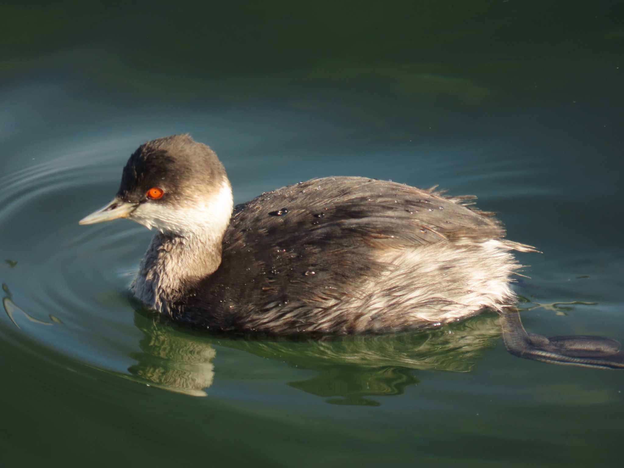 ふなばし三番瀬海浜公園 ハジロカイツブリの写真 by 38