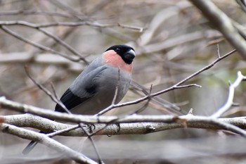 ウソ 場所が不明 2019年12月7日(土)