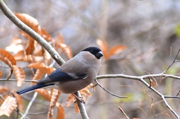 ウソ 場所が不明 2019年12月7日(土)