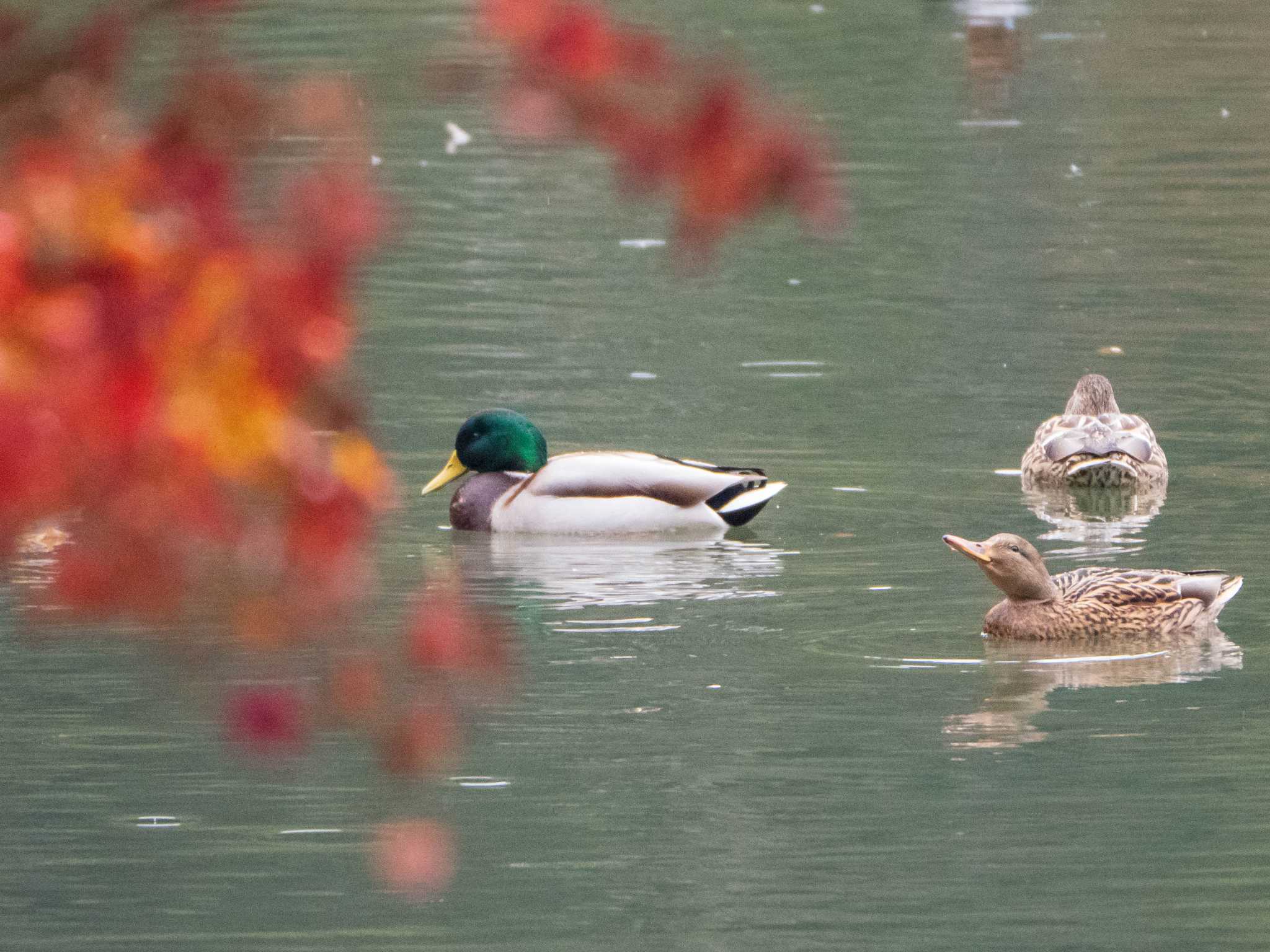 六義園 マガモの写真 by ryokawameister