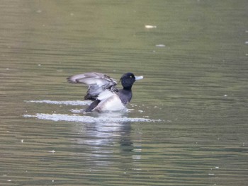 Tufted Duck Rikugien Garden Sat, 12/7/2019