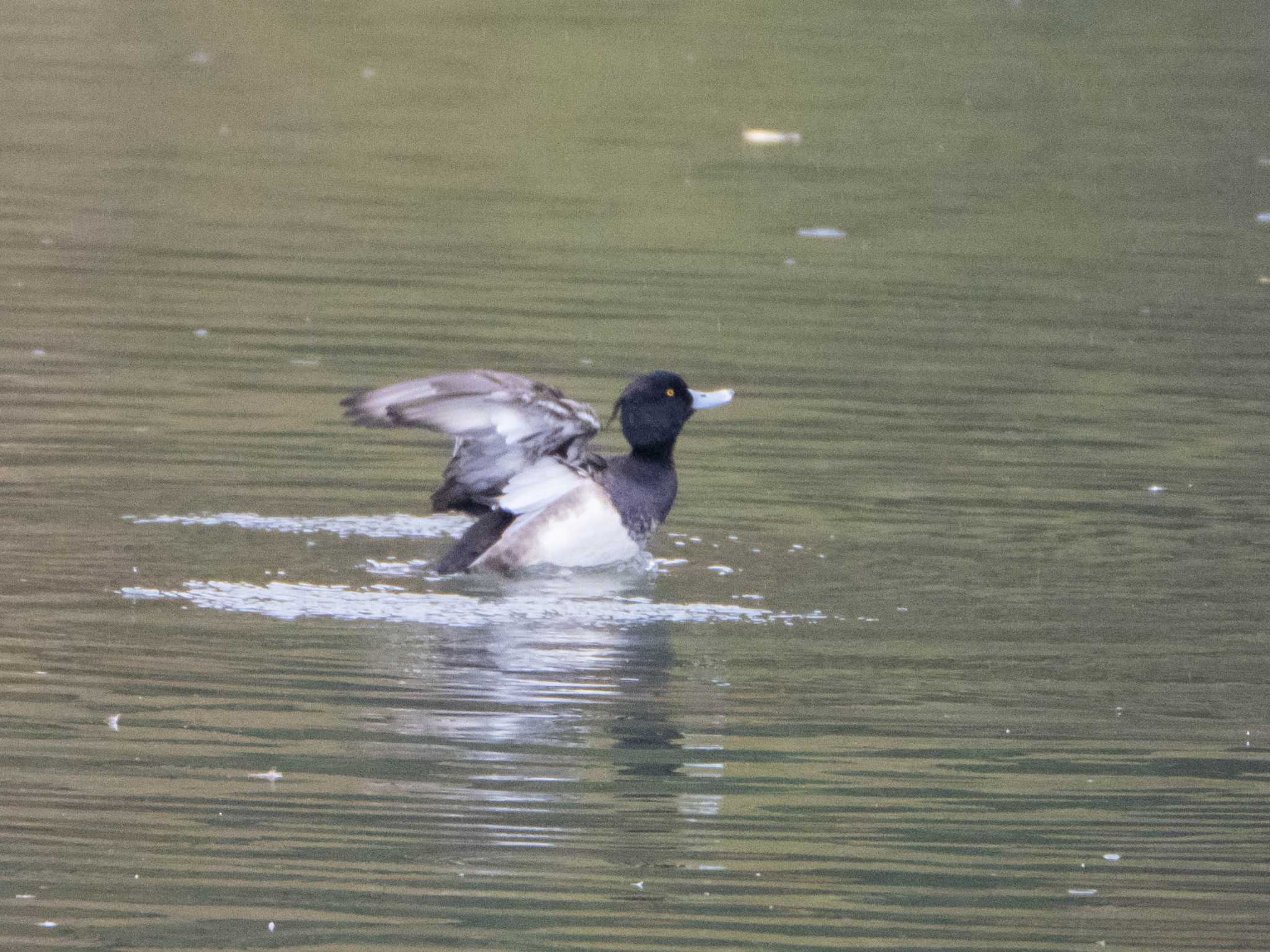 Photo of Tufted Duck at Rikugien Garden by ryokawameister