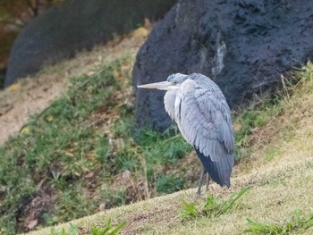 Grey Heron Rikugien Garden Sat, 12/7/2019