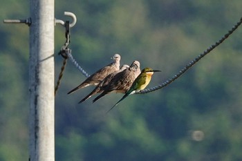 Blue-tailed Bee-eater Langkawi Island(General Area) Sun, 11/24/2019